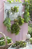 Various mint varieties (Mentha) for tea, drying