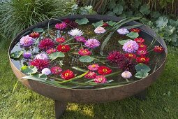 Feuerschale gefüllt mit Wasser: Blüten von Zinnia (Zinnien) und Dahlia