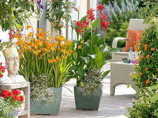 Tropical terrace with Crocosmia 'Emily McKenzie' (Montbretia), Canna indica