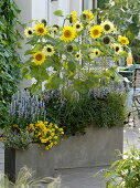 Helianthus 'Garden Statement', 'Feldsonnenblumen' (Sonnenblumen)