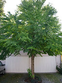 Cercidiphyllum (Cake tree, Judas leaf tree) in front of double garage