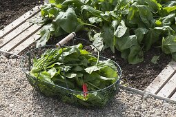 Freshly harvested spinach 'Madator' (Spinacia oleracea) in wire basket