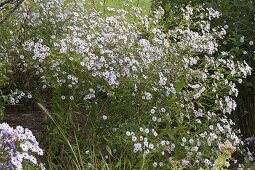 Aster cordifolius (Schleieraster)