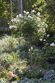 Rosa 'Glamis Castle' (Englische Rose) als Stämmchen