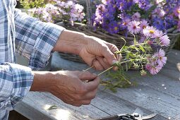 Before tying or planting Aster (autumn asters)