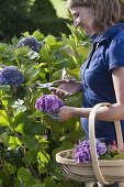 Cutting hydrangea flowers