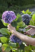 Hortensienblüten schneiden