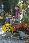 Chrysanthemum 'Kiyellow', 'Kipli', 'Kiroul' (autumn chrysanthemum)