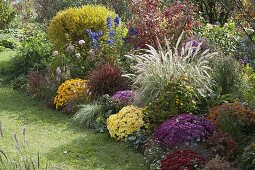 Autumn border with Chrysanthemum vr: 'Zelos', 'Kilo', 'Kiroul', 'Lara', 'Kifix'