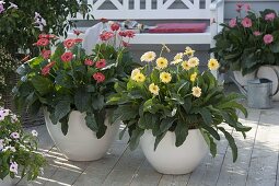 Gerbera Everlast 'Ruby' red, 'Honey' yellow, 'Rose' in the background, white bench