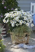 Leucanthemum x superbum 'Daisy May' (Daisies)