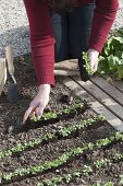 Lamb's lettuce - planting young plants in rows in the bed (2/4)