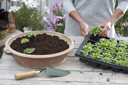 Lamb's lettuce grown in containers (1/5)