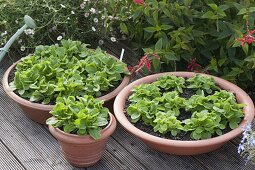 Lamb's lettuce grown in containers (5/5)