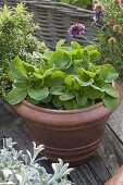 Lamb's lettuce grown in containers 5/5