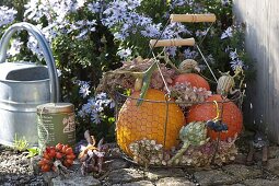 Autumnal harvest basket with pumpkins (Cucurbita), artichoke (Cynara)