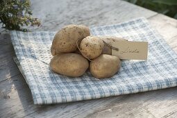 Potato variety 'Linda' (Solanum tuberosum)