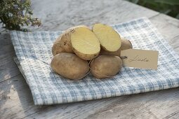 Potato variety 'Linda' (Solanum tuberosum)