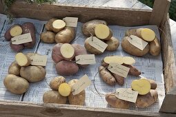 Verschiedene Kartoffelsorten als Tableau mit Etikett und aufgeschnitten