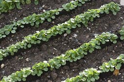 Feldsalat-Jungpflanzen in Reihen ins Beet setzen