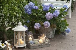 Hydrangea (hydrangea) in a basket, petunia (petunia), lantern, lanterns