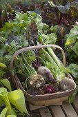 Freshly harvested vegetables in the basket