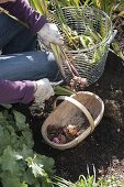 Remove gladiolus (gladioli) from the ground before the first frost