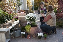 Frau bepflanzt Terrakottakübel mit weißem Chrysanthemen-Stämmchen