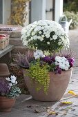 Woman planting terracotta pots with white chrysanthemum stems