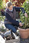 Woman cuts off all shoots of Dahlia (Dahlia) for wintering