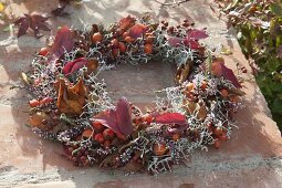 Red-silver autumn wreath of calocephalus (barbed wire, greiseweed)