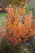 Berberis thunbergii (Berberitze) in Herbstfärbung