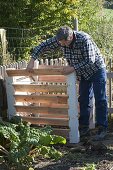 Man assembling compost container, Swiss chard (Beta vulgaris)