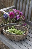 Baskets with freshly harvested beans (Phaseolus) and flowers
