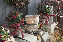 Gaultheria procumbens (false berries) in pots with burlap ribbon