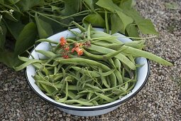 Freshly picked fire beans (Phaseolus) in bowl