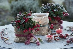 Gaultheria procumbens (false berries) in pots with burlap ribbon