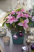 Euphorbia pulcherrima (poinsettia) decorated with twigs and baubles