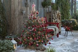 Picea pungens 'Glauca' (Spruce) decorated with red balls