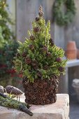 Decorate a flower pot with moss and pine cones yourself