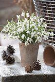 Bouquet of Galanthus (snowdrops) in terracotta vase