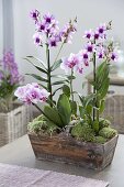 Dendrobium 'Polar Fire', Phalaenopsis 'Antwerpen' (Orchideen)