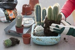 Planting a cactus bowl (1/2)