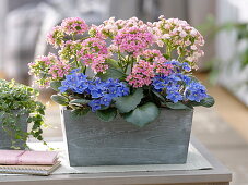 Wooden box with Kalanchoe 'Calandiva' (Flaming Daisy)