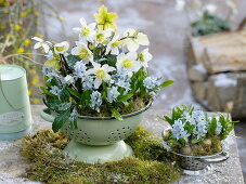 Helleborus niger (Christrosen) und Scilla mischtschenkoana