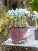 Iris 'Katherine Hodgkin' (Dwarf iris) in enamelled bucket