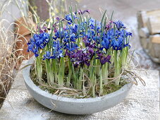 Iris reticulata 'Harmony' (Netziris), histrioides 'George' (Zwergiris)