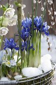 Iris reticulata 'Harmony' (Netziris), 'Katherine Hodgkin' (Dwarf iris)