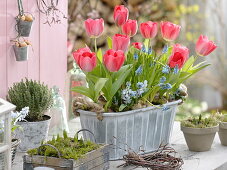 Metallkasten mit Tulipa 'Red Paradise' (Tulpen), Muscari