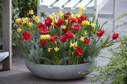 Shallow bowl with Tulipa 'Showwinner' (Tulips), Narcissus 'Tete a Tete' (Narcissus)